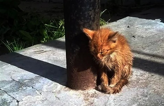 Рыжего котенка нашли на станции железнодорожного вокзала...