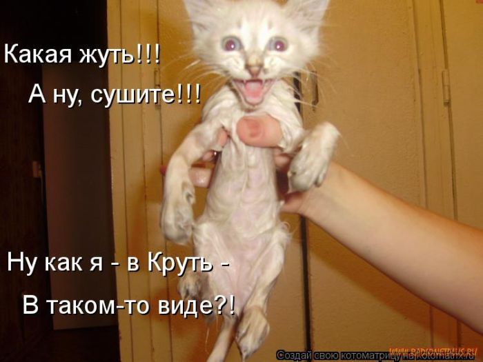 Котоматрицы великолепные, каждая с кусочком позитива и хорошего настроения!!! Котоматрицы великолепные, каждая с кусочком позитива и хорошего настроения!!!
