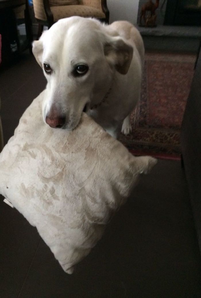 This Is Zoey's Pillow. If She Likes You, She'll Bring You The Pillow. You Can't Touch It, But You Can Look