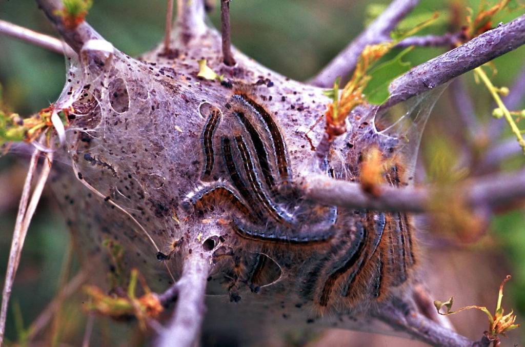 Шелковый домик гусениц Malacosoma californicum, где они прячутся от врагов и отдыхают во время линьки Шелковый домик гусениц Malacosoma californicum, где они прячутся от врагов и отдыхают во время линьки
