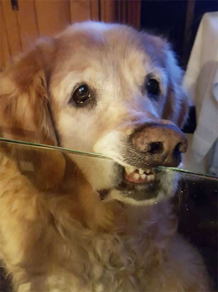 The Dog Is Not Allowed To Put His Chin On The Table. He Is Bending The Rules