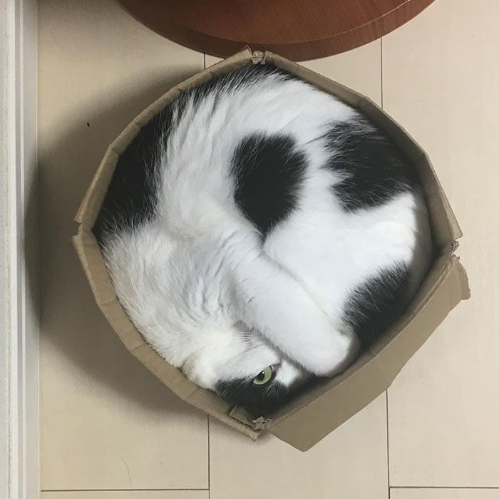 Коты в очередной раз доказали, что они на самом деле жидкость Коты в очередной раз доказали, что они на самом деле жидкость