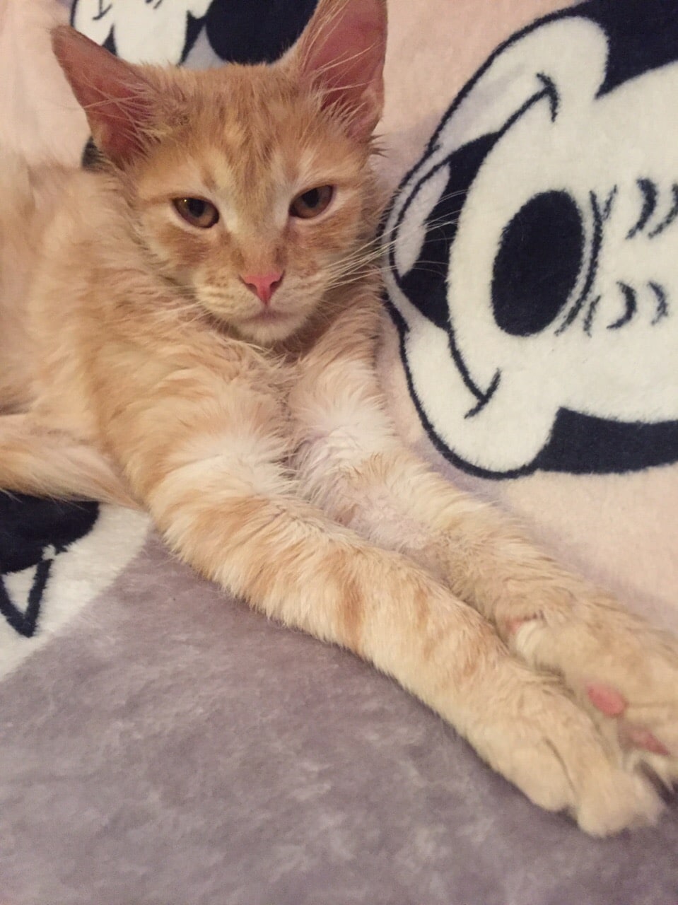 котенок нашел дом рыжий кот