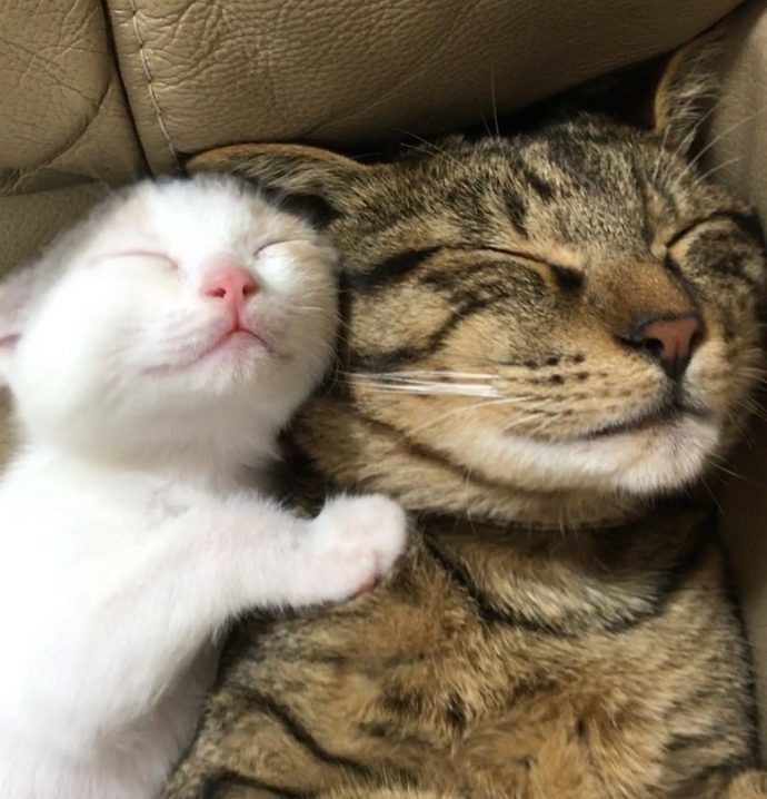 Коты, котрые решили вырастить приемных котят, как собственных детей