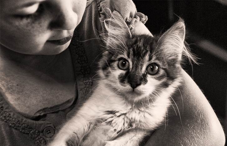 Нашли котенка и всем миром собирали ему на домик Нашли котенка и всем миром собирали ему на домик