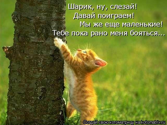 Самые смешные котоматрицы за прошедшую неделю Самые смешные котоматрицы за прошедшую неделю