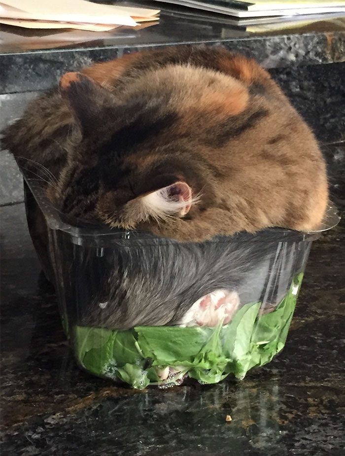 Кошки, которые любят сидеть в самых не подходящих для этого местах
