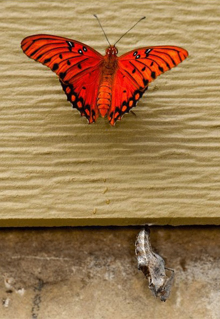 Рождение бабочки - от гадости к настоящей красоте (10 фото)