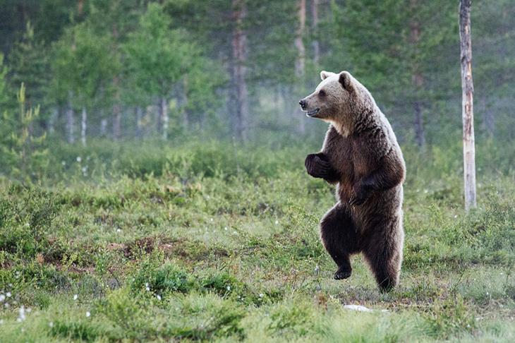 Смешные фотографии диких животных Смешные фотографии диких животных