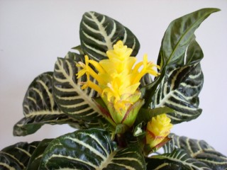 Афеландра оттопыренная (Aphelandra squarrosa)