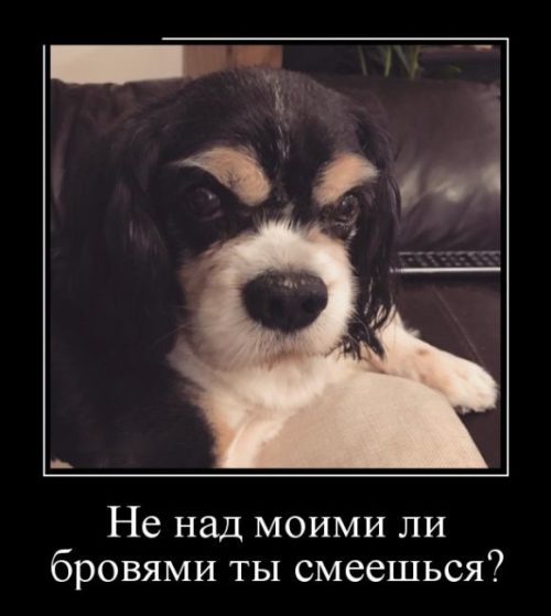 Демотиваторы на любой вкус