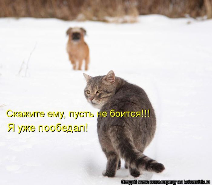 Котоматрицы великолепные, каждая с кусочком тепла, позитива и улыбкой! Котоматрицы великолепные, каждая с кусочком тепла, позитива и улыбкой!