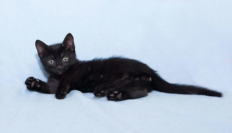 История одного кота История одного кота животные, история, кот, черный кот