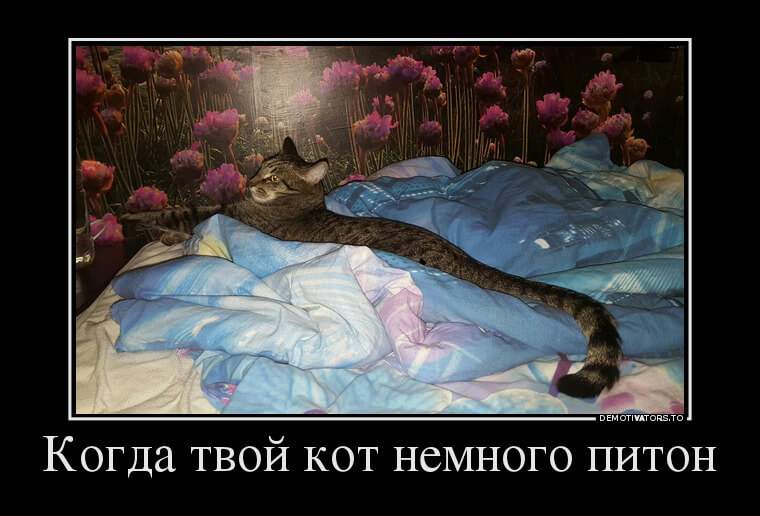 Демотиваторы демотиваторы, забака
