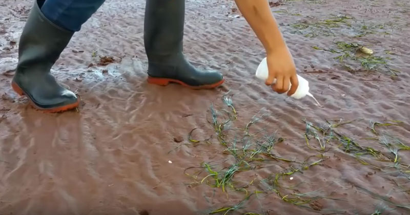 Она увидела отверстия в песке и налила туда соленую воду. Через секунду становится понятно, зачем!