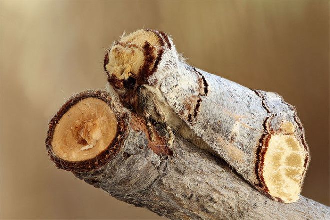 40 шокирующих фото о том как животные умеют маскироваться