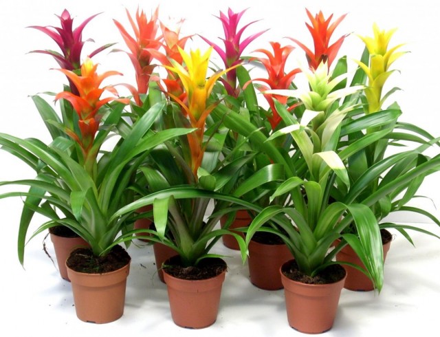 Гузмании язычковые (Guzmania lingulata)