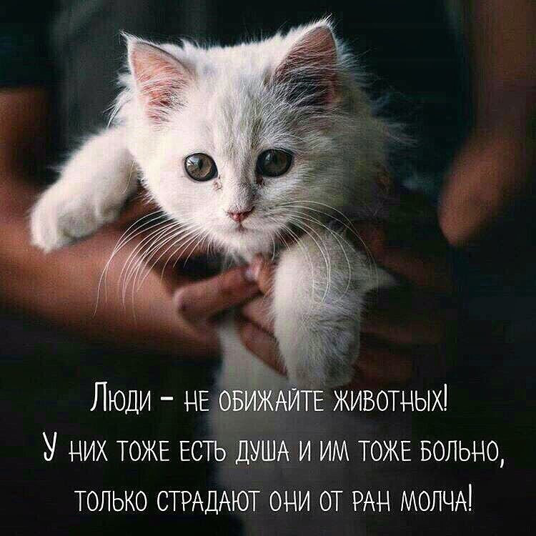 Кошки в нашей жизни)