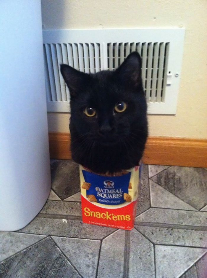 Кошки, которые любят сидеть в самых не подходящих для этого местах
