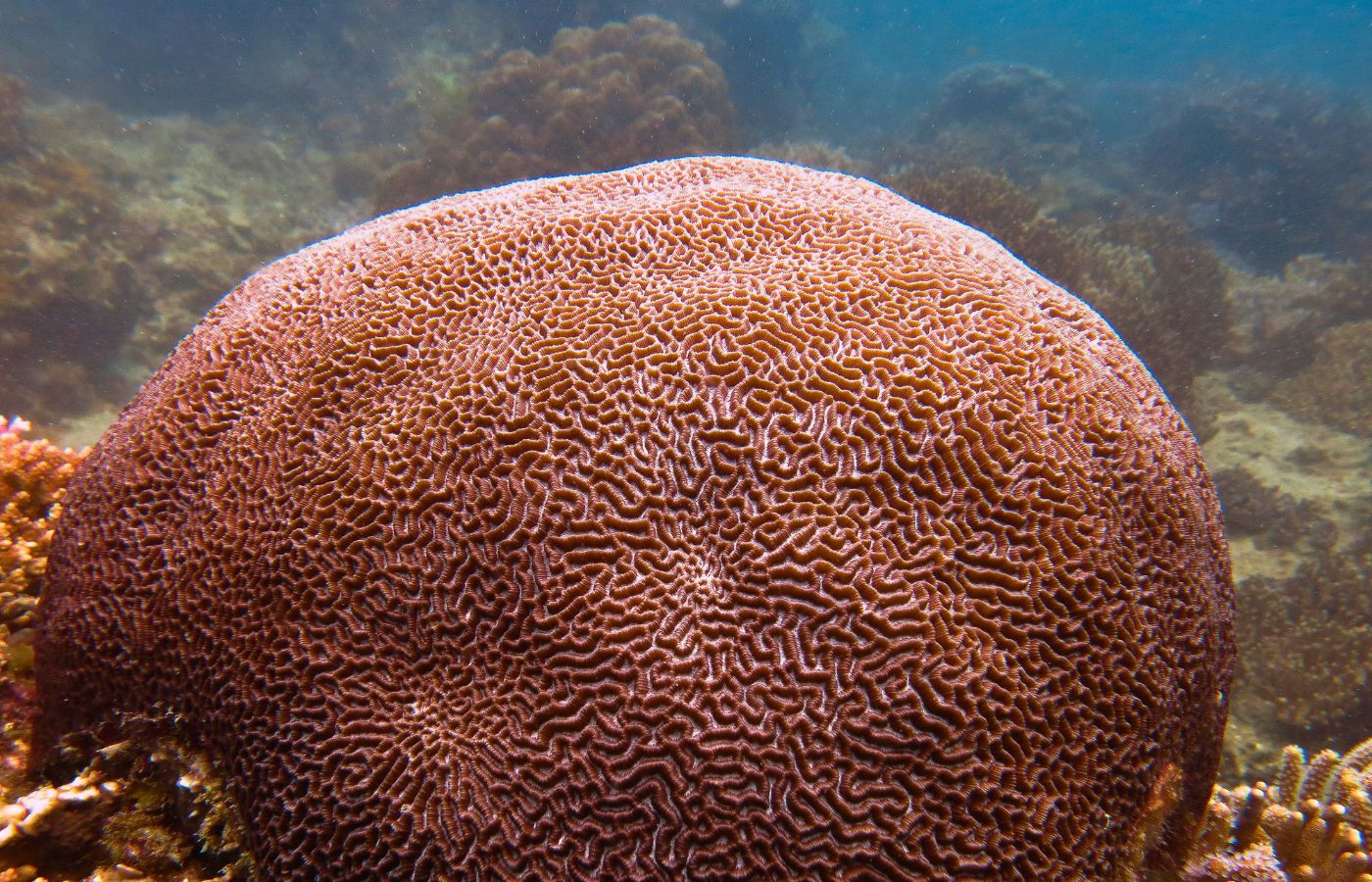Учёные РФ нашли общий принцип строения кораллов и кожи