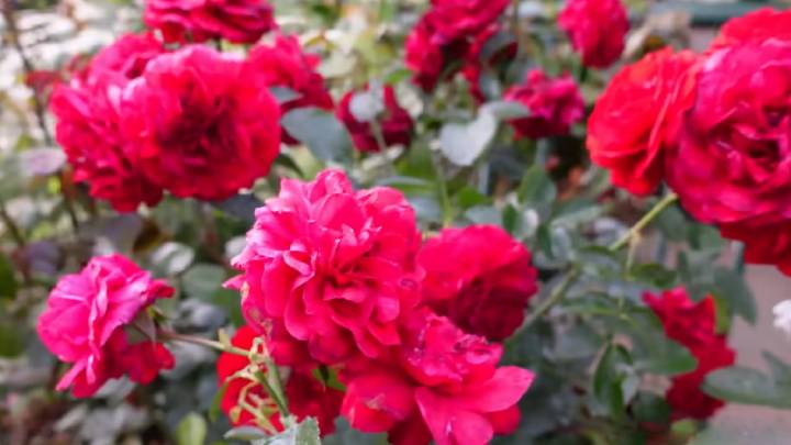 Чтобы розы зимовали без укрытия: поделимся с вами секретом, чем их подкормить в сентябре