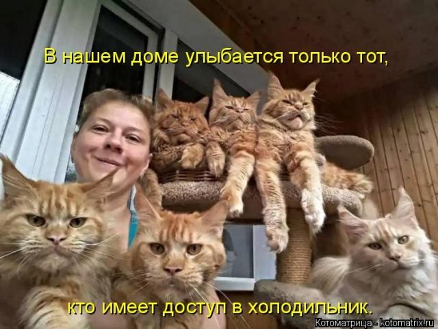 Самые смешные котоматрицы для хорошего настроения) Самые смешные котоматрицы для хорошего настроения)