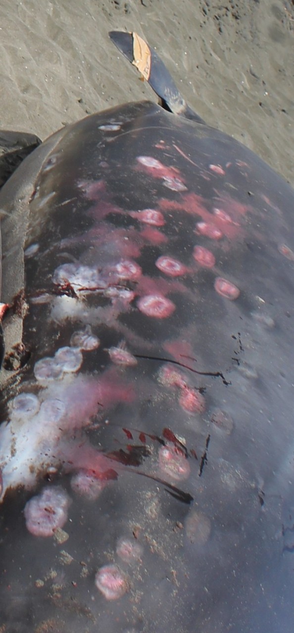 1437142392_scars_from_cookie-cutter_shark_bites_on_grays_beaked_whale (Копировать)
