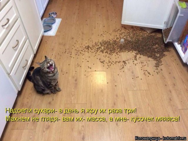 Смешные котоматрицы для хорошего настроения)