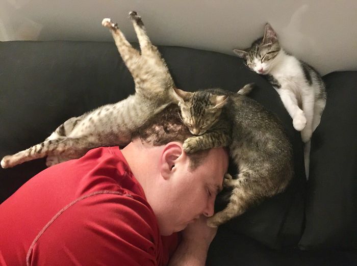 Самые забавные позы, в которых спят кошки, когда их больше одной.