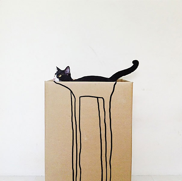 фотографии котов фотографии котов
