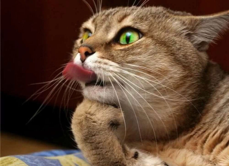 Кот, который мешал спать.