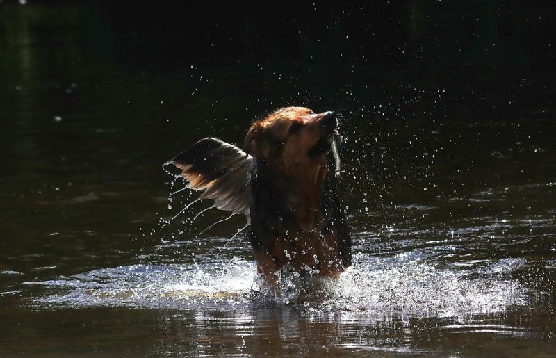 В туче брызг В туче брызг весело, вода, животные, забавно, мило, собаки, собачьи игры, фото