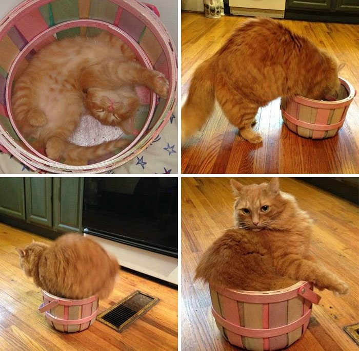 Кошки, которые любят сидеть в самых не подходящих для этого местах