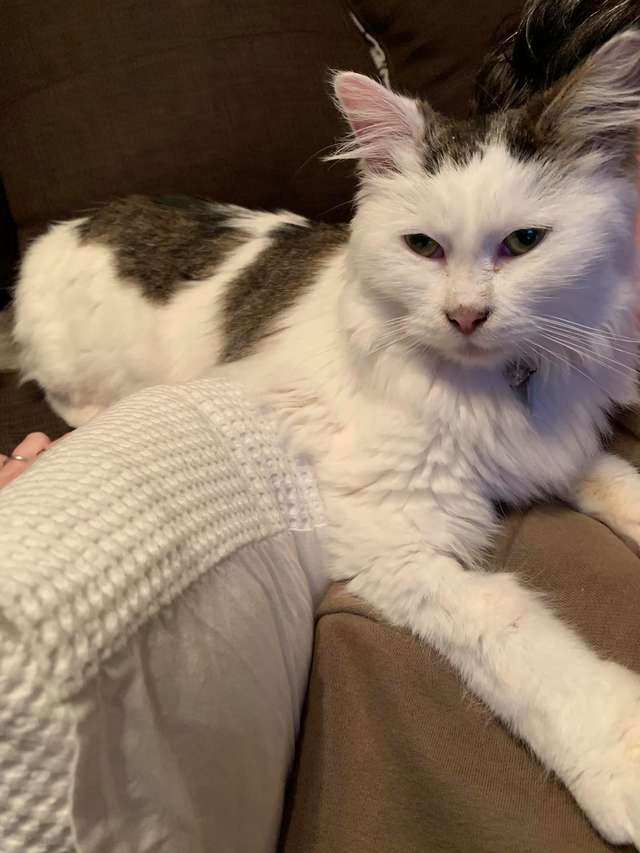 кошка заболела кошка отдыхает
