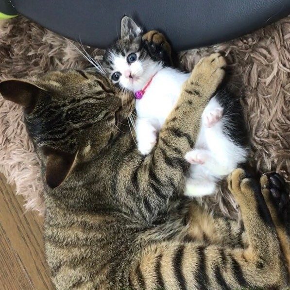 Коты, котрые решили вырастить приемных котят, как собственных детей