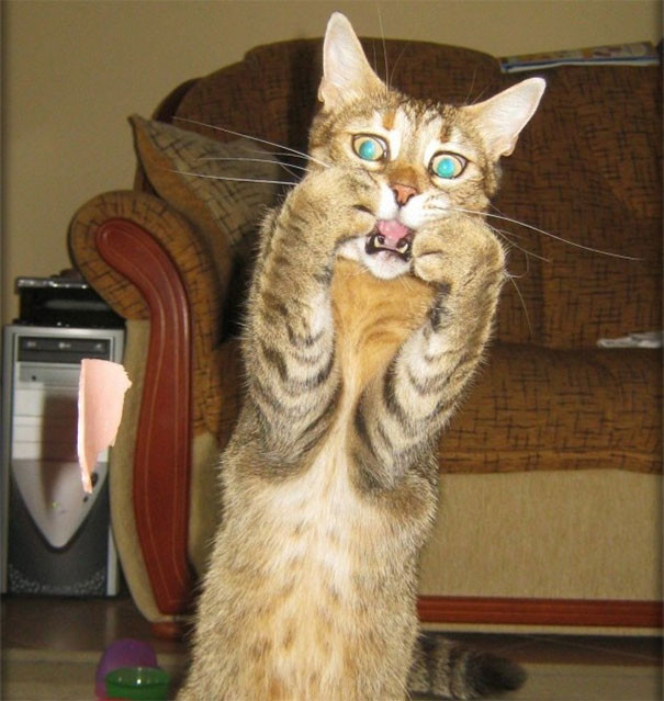 5. "А-а-а-а-А!!!" 5. "А-а-а-а-А!!!" животные, коты