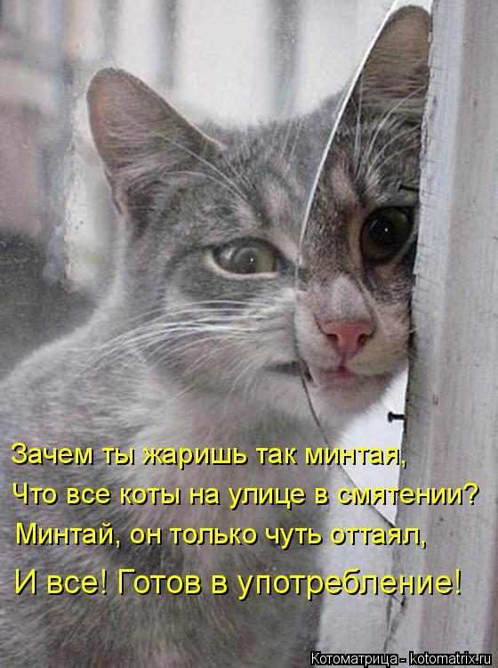 Самые смешные котоматрицы за прошедшую неделю Самые смешные котоматрицы за прошедшую неделю