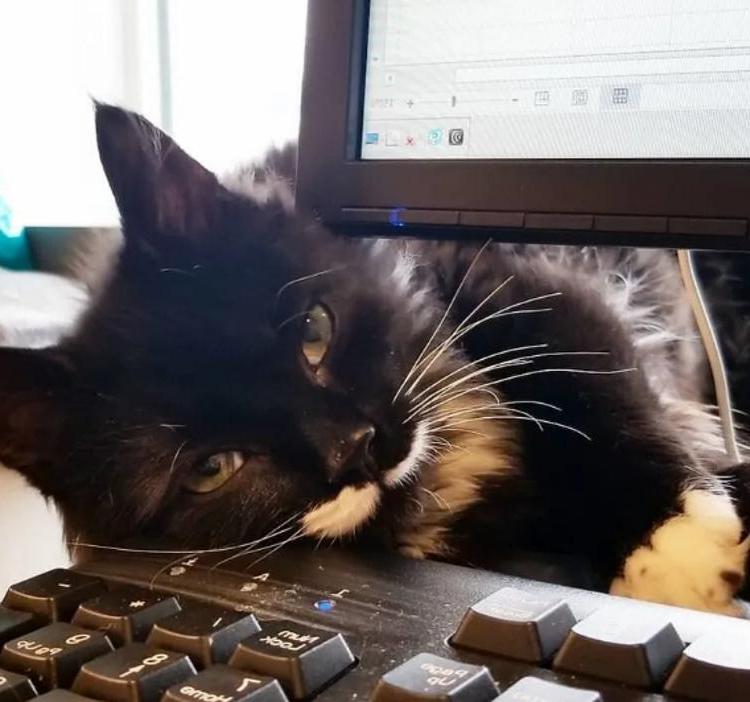 Крошечный 100-граммовый котенок остался один