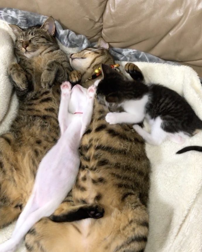 Коты, котрые решили вырастить приемных котят, как собственных детей