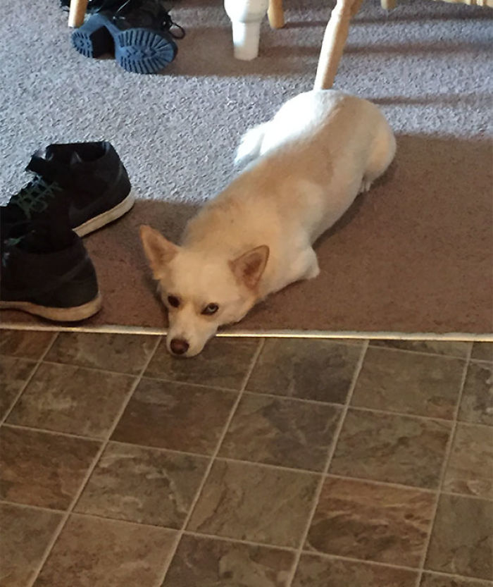 He Knows He's Not Allowed In The Kitchen While I Cook But Sometimes He Pushes It