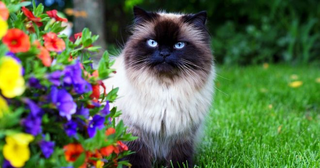 Сиамский кот Кот сидит