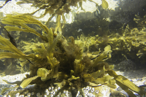 Самые вкусные водоросли в мире