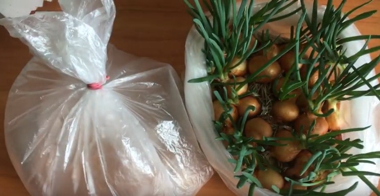 выращивание лука без земли