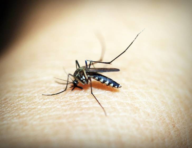 Причины, из-за которых комары кусают одних людей чаще чем других