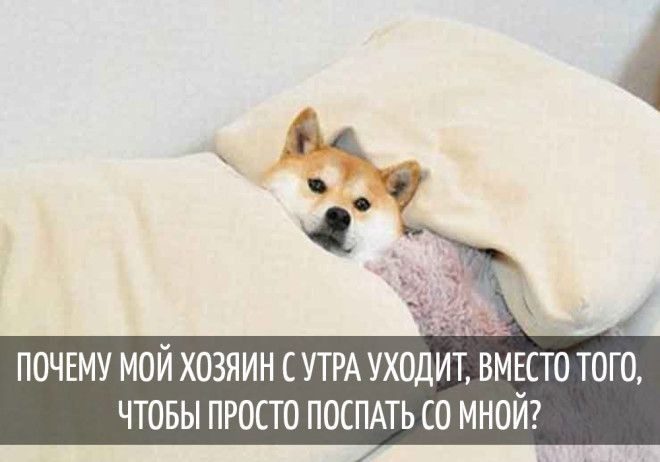 Вот о чём думают собаки!) Вот о чём думают собаки!)