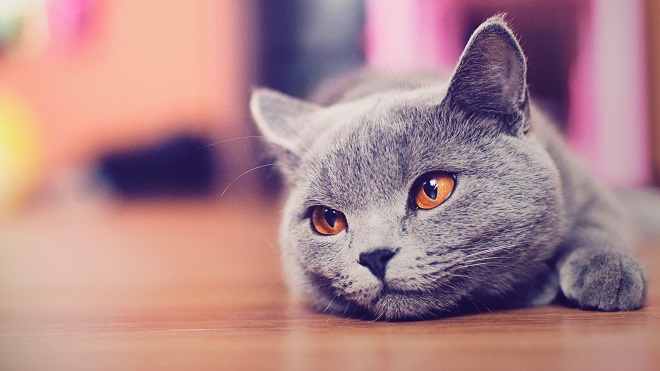 Уставший кот Котик лежит
