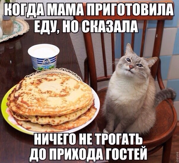 Кошки в нашей жизни)