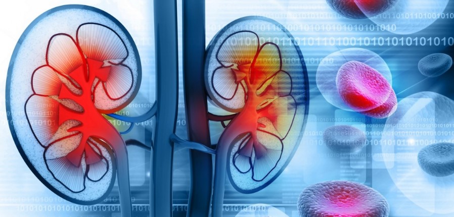 У детей, переживших рак, больший риск развития заболеваний почек и гипертонии