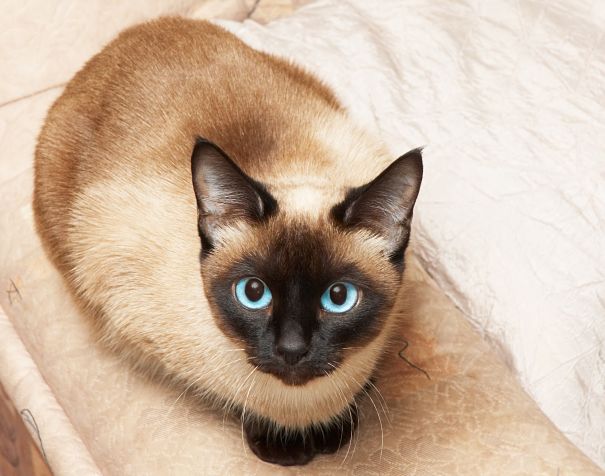 сиамский кот с голубыми глазами сиамская кошка