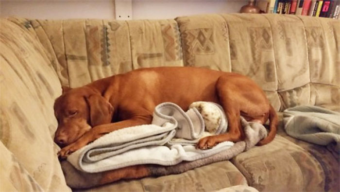 My Dog Is Not Allowed On The Couch, But He's Allowed To Sleep On This Blanket.  Smartass